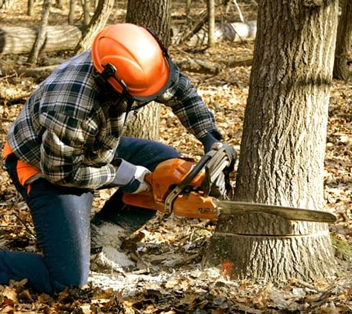 Tree Removal in Carson, MS